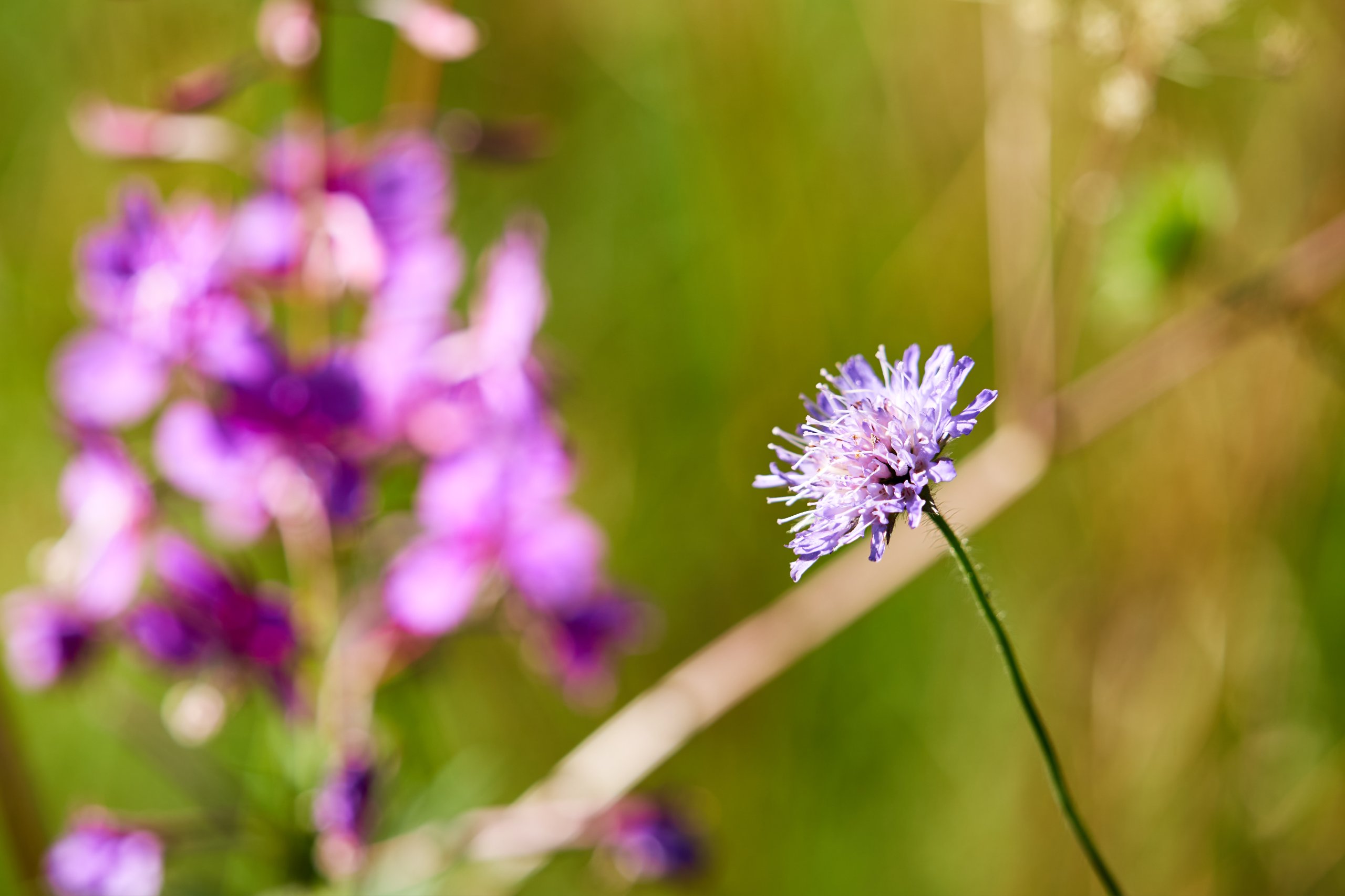 2022 07 22 Sverige 0819